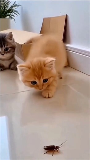 Cat, why are you scared of the cockroach? #cat #shorts