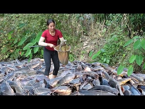 Amazing fish catching skills: Hand-catching 500kg+ wild carp & giant catfish to sell at the market