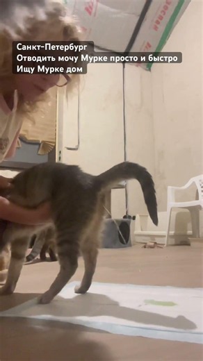 Helping Murka the cat pee - twice a day