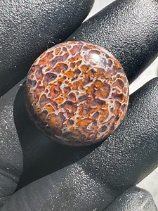 Dinosaur Bone Fossilized, Cabochon - Etsy