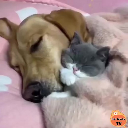 The Feline Napping Brigade Is Assembling. "Guys, make room for me..." | Cat Baby Fun