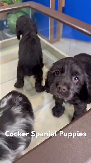 Cocker spaniels are known for being gentle, easy-going and affectionate yet lively.