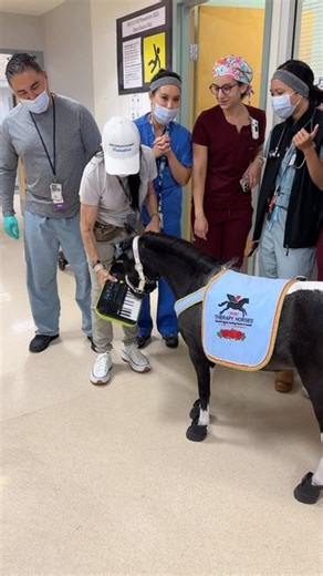 Mini Therapy Horses | Pearl the Wonder Horse went wild on her keyboard for the medical staff at the VA in the ICU Unit. minitherapyhorses.com PLEASE DONATE, ANY... | Instagram