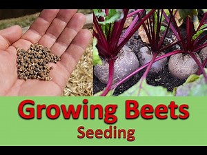 Growing Beets Part 1 Seeding