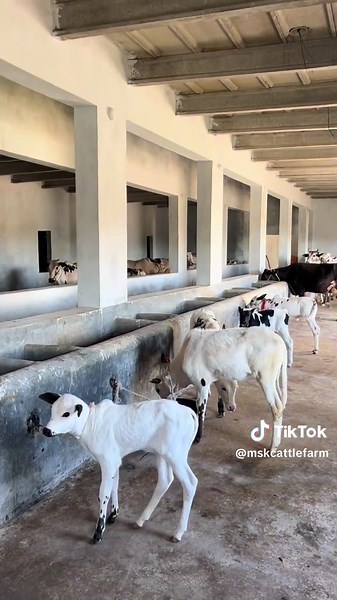 MSK Cattle Farm on TikTok
