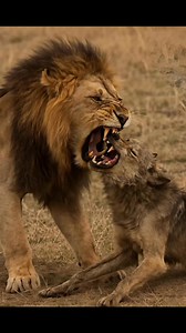 The skinny wolf bites back at the lion’s throat! Unbelievable scene! #wolf #lion #revenge #wildlife #reallife | Video Animal