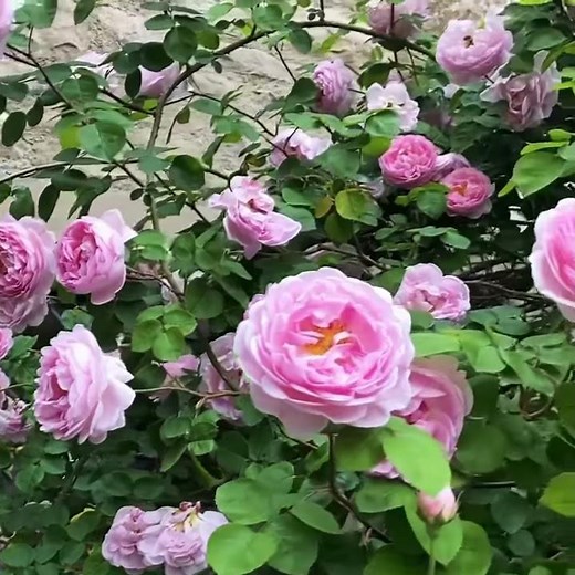 Плетистая роза Constance spry (Констанс спрай).