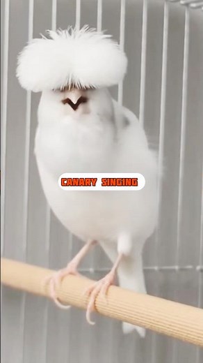 Best Canary Training | Canary Singing #galerikenariindonesia #birdsinging #canary #kenari3in1