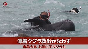 Beached whale on south Japan island dies despite rescue efforts