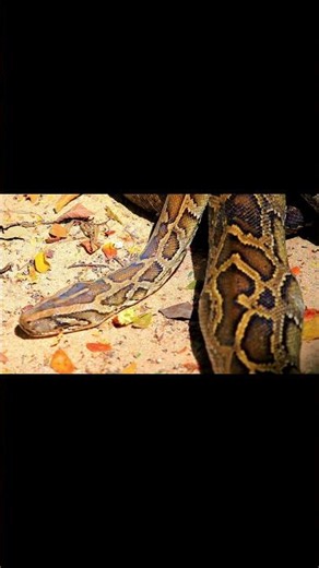 20.The Pythons