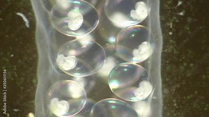 Spitzschlammschnecke (Lymnaea stagnalis) , Laichschnur Stock Video