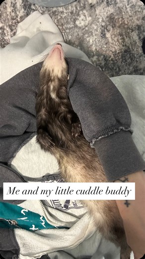 872 reactions · 20 shares | I know a lot of ferrets don’t like to...