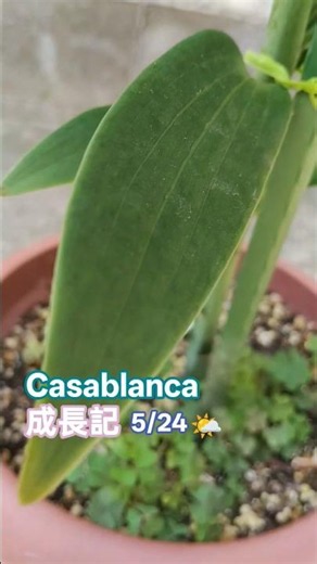 カサブランカ成長記 #plants #casablanca #garden #花 #flower