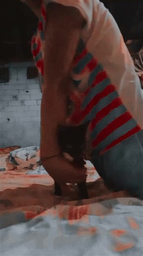Videos de Los gatitos Maya y Mike (@maya_mike) con “sonido original - Juan Arango”