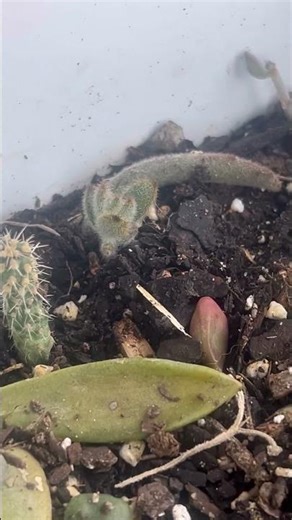 My succulent nursery. #propagation #spring #greenthumb #collection #succulents