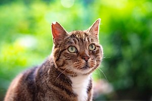 The Right Way to Remove a Tick From Your Cat, According to a Veterinarian