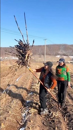 Amazing farming activity with farming tool by rural farmer | Helpful farming tool #tools #farming