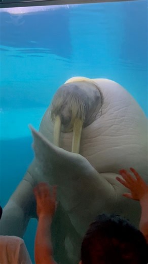Biggest walrus I’ve ever seen #seaworld #WildArctic #Orlando | Travisandcousins