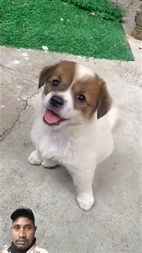 Cute puppy sound 🥰#labrador#englishlabpuppy#talkingpuppy#puppyhowling#yellowlabpuppy