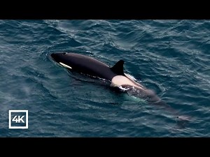 Wild Orcas - Killer whales