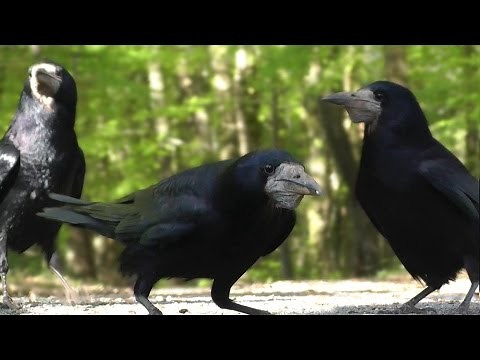 Video for Cats to Watch Birds - Rook & Jackdaw