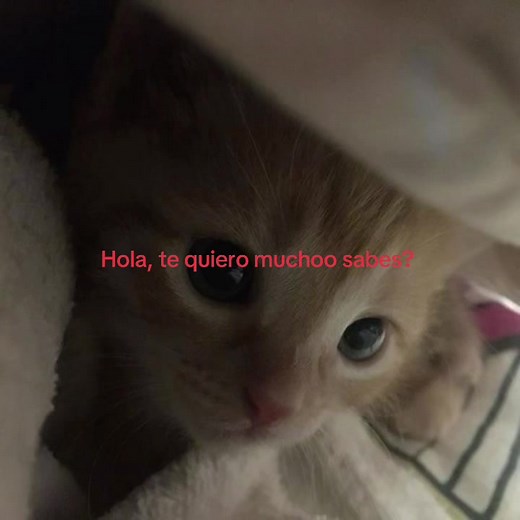 Videos para dedicarse: ¡Te quiero mucho!