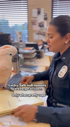lucky talk too much 🤣😅 #grayparrot #talkingbird #talkingparrot #funnybirds #funnypetvideos | Talk with blu