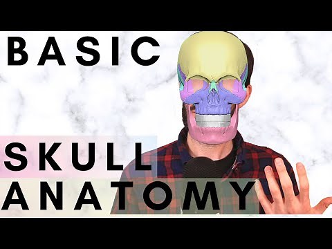 Skull Anatomy: Sculpting Anatomy - Zbrush for Beginners