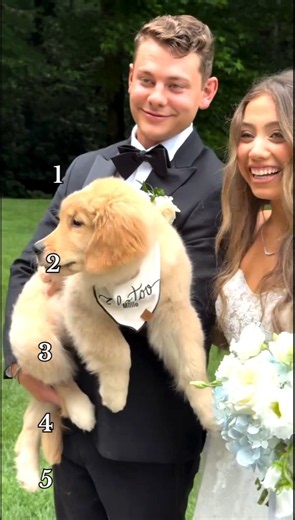 Ranking funny dogs moments 2026 #dog #goldenretriever #dogshorts