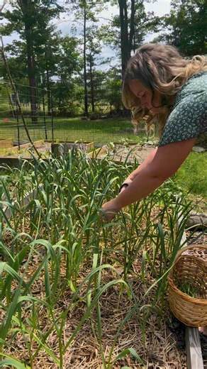 2.6K views · 42 reactions | I love harvesting and using up our garlic...