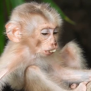Poor monkey cries for his mother, cries until he is weak, still can't find his mother | Monkey Rainbow