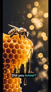 #shorts #honey🐝🍯#quick facts #worldwide_facts
