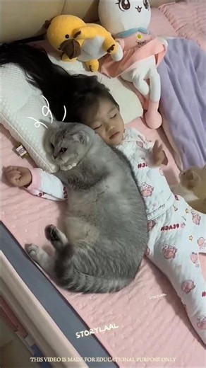 the love between cat and a little girl