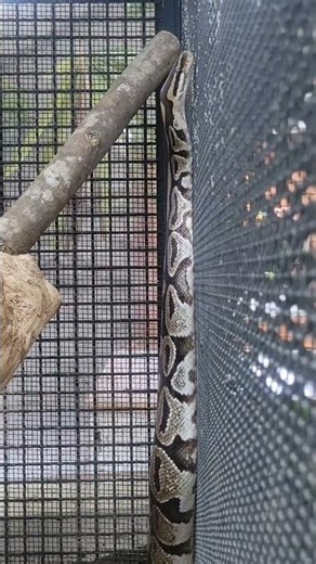 球蟒Ball Python/Taipei Zoo