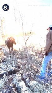 20K reactions · 478 shares | A stricken moose calf was rescued just in time, as coyotes were circling nearby. | storyful | Facebook