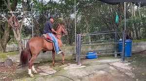 137K views · 3.8K reactions | Caballo con problema no se deja montar y se traga el freo, es un caballo con muchas dificultades. Los invitamos a comentar y dejarnos su opinión de esta historia BY: Caballo Ecuestre #horse #caballos #domaracional | Pablo Saldarriaga Doma racional | Facebook