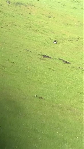 Gamekeeper observation through binoculars. Lapwing are appearing in great numbers at the moment, this pair have hatched 4 and there is another 3 behind them. Great weather for emerging chicks 👌🏼 #birdsofinstagram #iconicwildlife #birds #landmanagement #farming #pdmg #regionalmoorlandgroups | Peak District Moorland Group