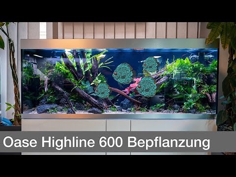 Planting a high-end 600L discus aquarium | Liquid Nature