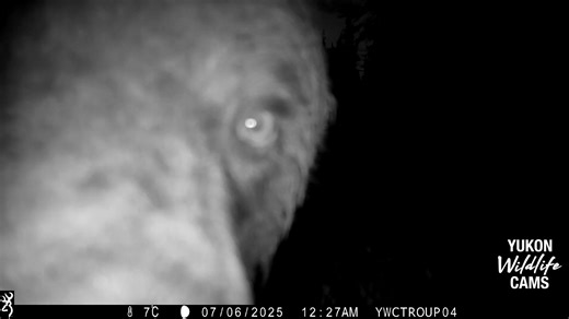 A wolf, a grizzly, a pair of cinnamon black bears, some moose, and a couple lynx (watch til the end to see a lynx leap after prey) visited this site during the month of July. | Yukon Wildlife Cams