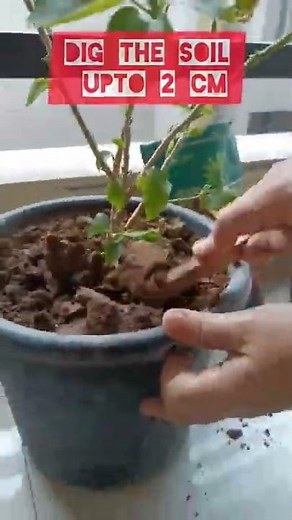 How to use vermicompost for potted plants@love fr gardening [Mom Tuber]