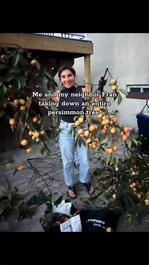 What started as a quick hello with my neighbor turned into us taking down a whole persimmon tree last night. #persimmonseason #persimmon | G and R Deli