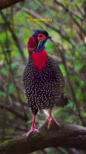 Rare Himalayan Pheasants You've Never Seen Before! 🦅#MonalPhesant #KoklasPhesant #KhalijPhesant #Fyp