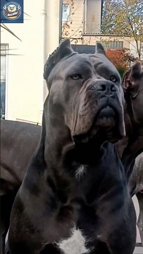 CANE CORSO: Italy’s Ultimate Guard Dog