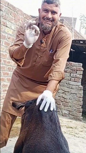 How to Treat Udder Edema in Sheep & Goat After Kidding/Lambing