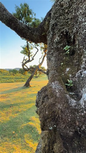 Madeira is geographically closer to Africa than to Europe. Not on the map — but in the air, the climate, the rhythm of life. Here, spring never really ends. Mild temperatures all year round, deep green valleys, banana trees, passion fruit, mangoes, avocados. This is definitely not Europe as most people imagine it — and yet it’s not Africa either. There’s nothing dry or desert-like here. And that’s where Porto Santo comes in. Same archipelago. Completely different world. Golden sandy beaches, ari