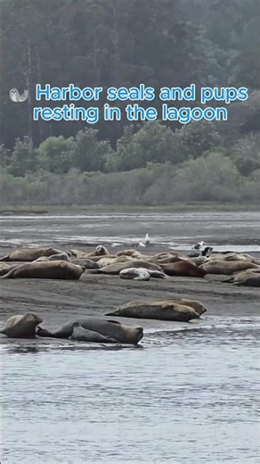 Bolinas Lagoon #animal #hiking #california