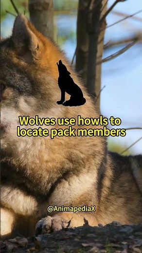 🐺 Inside a Wolf Pack!