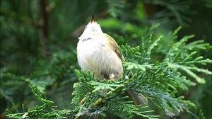 26K views · 2.3K reactions | Goldcrest singing (Regulus regulus) Europe, Palearctic, Islands of Macaronesia, Iceland. | BIRDS & Nature | Facebook