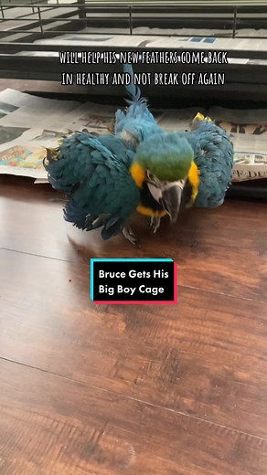 Setting Up Bruce the Baby Blue and Gold Macaw's New Cage