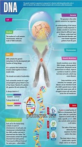 DNA: The Story Written Inside Every Cell The Blueprint of Life Inside every living thing is a remarkable instruction manual that tells cells how to grow, function, and adapt. This manual is called DNA, short for deoxyribonucleic acid. Though it’s invisible to the naked eye, DNA shapes everything from eye color and height to how our bodies fight disease. Scientists often describe DNA as the language of life because it carries the coded messages that make each organism what it is. From Cells to th